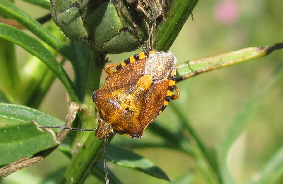 Pentatomidae: Carpocoris purpureipennis del Piemonte (BI)